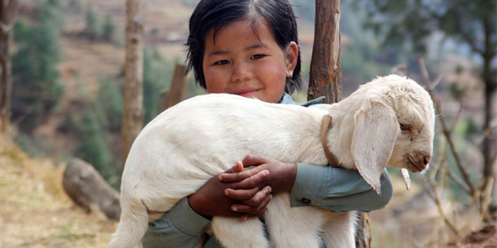 girl holding lamb
