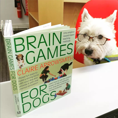 University of Derby's library dog, Chutney, wearing glasses and reading 'brain games for dogs' book.
